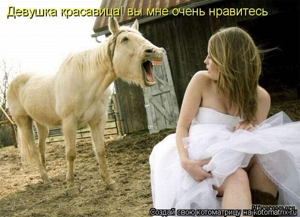 Лучшие котоматрицы недели (50 фото)