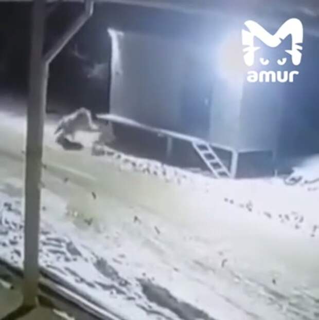 Тигр пробрался в центр российского села и утащил с цепи сторожевого пса