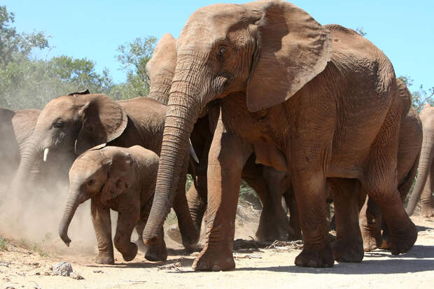 Директор Московского зоопарка Акулова рассказала, как слоны спасаются в жару