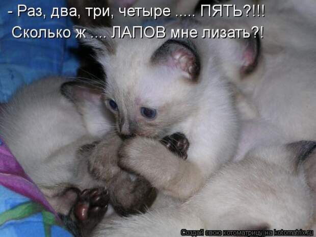 Лучшие котоматрицы недели Лучшие котоматрицы недели