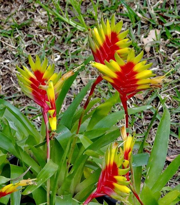 Яркие "гребешки"