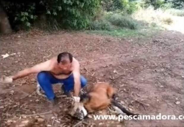Дальнобойщик спас волка от обезвоживания видео, волк, мужчина, спасение