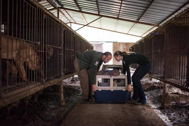 200 собак, которых хотели съесть, спасли с южнокорейской фермы