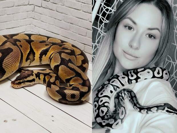 Мама двух детей Елена Гришаева из Рязани никогда и помыслить не могла, что будет хозяйкой самого настоящего живого питона
