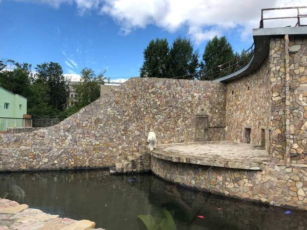 Лензоопарк отремонтирует вольер белой медведицы Хаарчааны