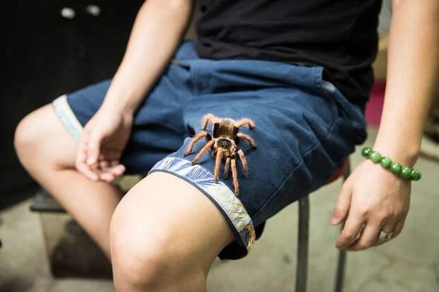 Мохнатый паук — птицеед в мире, животные, китай, мода, пекин, хозяин, экзотика