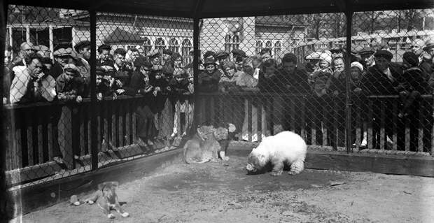 spbzoo13 Как ленинградский зоопарк пережил блокаду