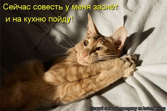 Лучшие котоматрицы недели Лучшие котоматрицы недели