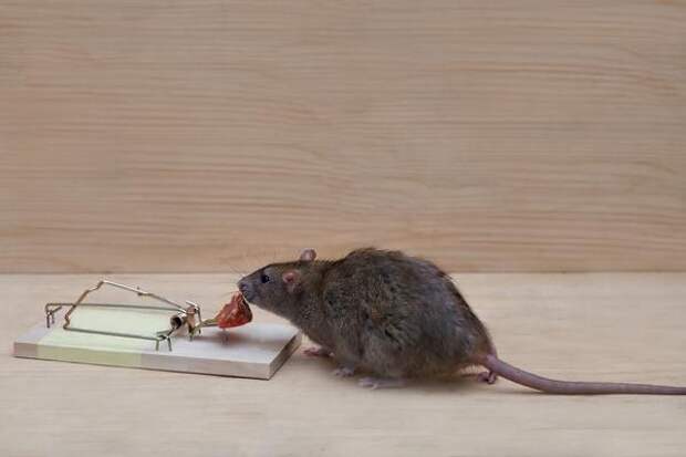 Крысы очень умны