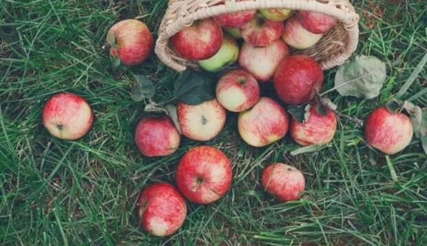 Что делать с опавшими незрелыми яблоками? 4 способа от них избавиться