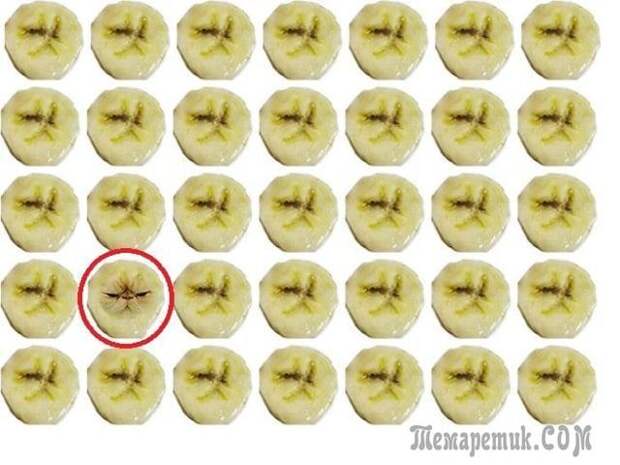 А вы сможете найти котика среди бананов?