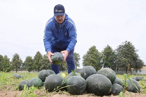 Лукашенко рассказал, зачем выращивает на своем огороде белорусские арбузы