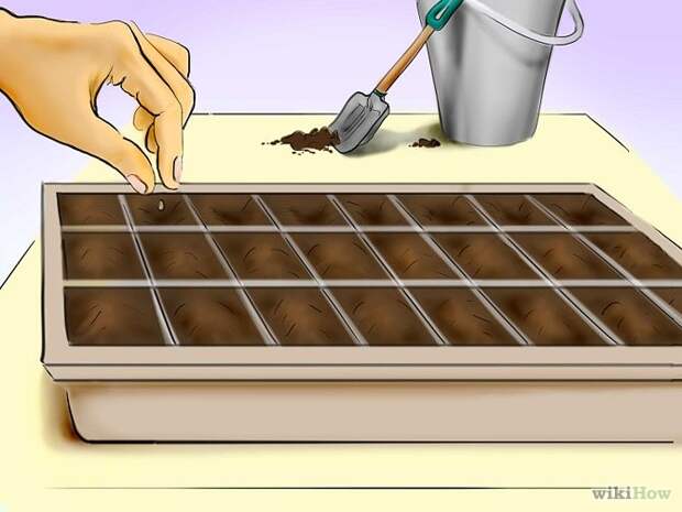 Plant Tomatoes from Seed Step 17.jpg