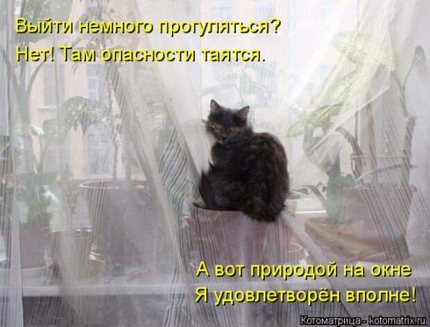 Лучшие котоматрицы недели (50 фото)