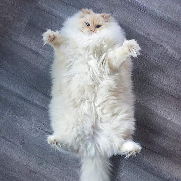 Невероятный кот, который утопает в собственной шерсти