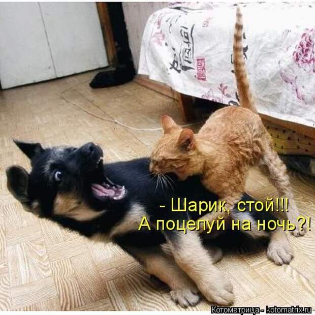 Лучшие котоматрицы недели