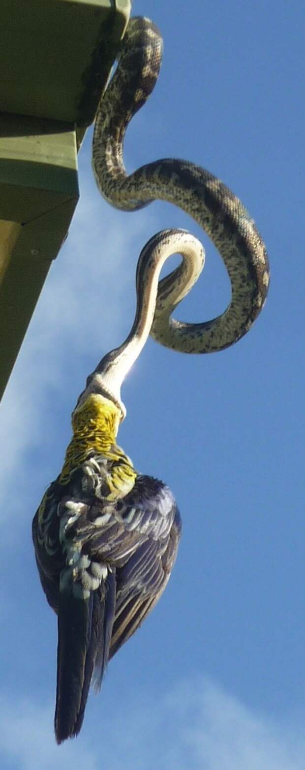А тем временем в Австралии А тем временем в Австралии австралия, животные, змея