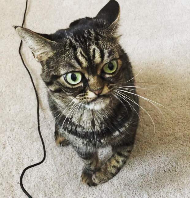 Злая Grumpy Kitzia покоряет инстаграм