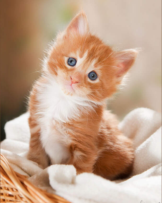115 (657x780, 264Kb)