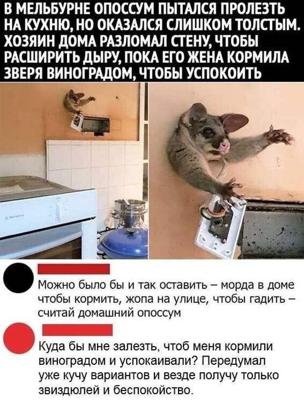 В аду есть отдельный котел для фотографирующих монитор: улетные коменты и диалоги от юмористов Сети