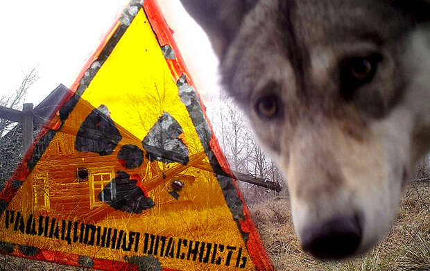 Чернобыль: дикая природа возвращается