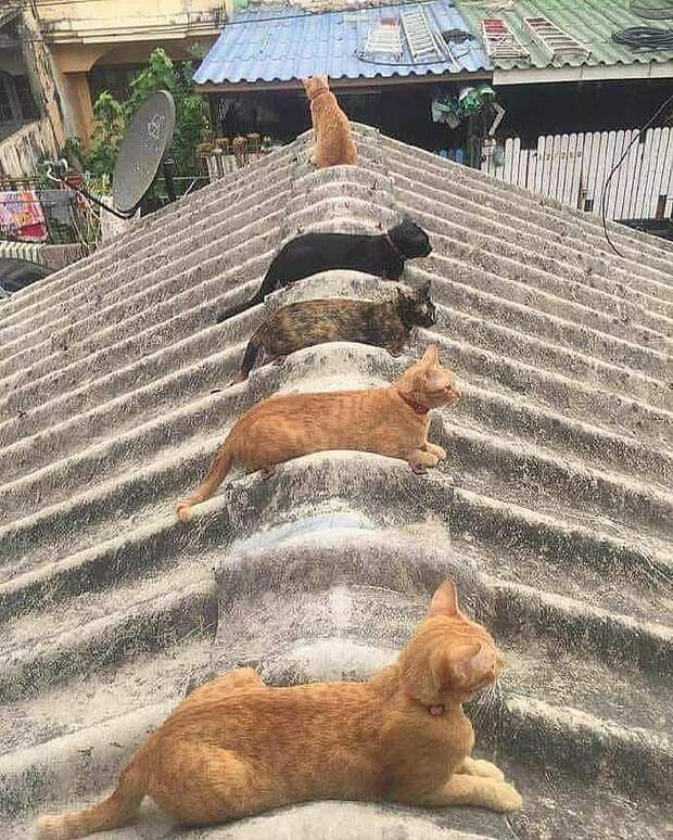8 забавных фото котов, которые уютно лежат в очень странных местах