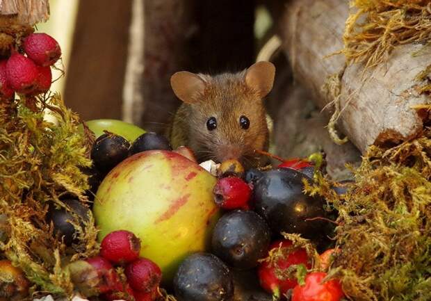 Саймон собирает для своих гостей сада орехи и ягоды в лесу.