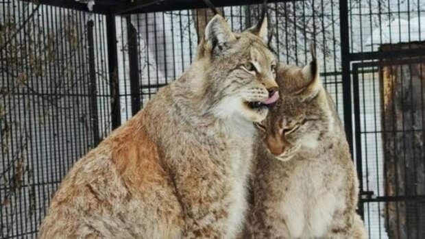 У рысей из барнаульского зоопарка начался брачный сезон