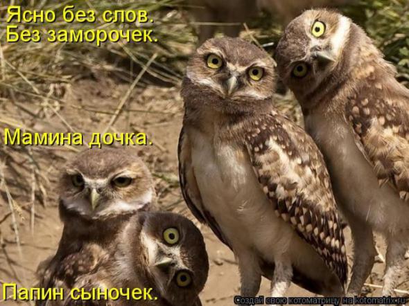 Котоматрицы(картинки с надписями)