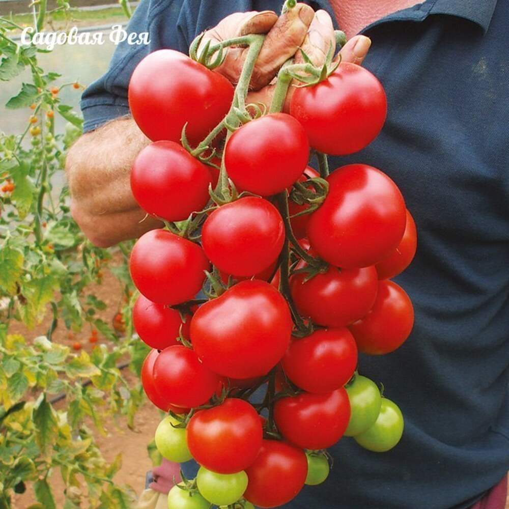 Помидоры кистевые урожайные сорта. Томаты черри кистевые. Томат гроздевой семко. Сорт томата минусинский яблочный. Черри кистевые сорта томатов.