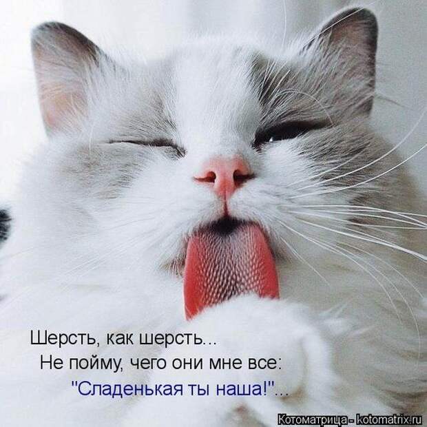 Лучшие котоматрицы недели (50 фото)