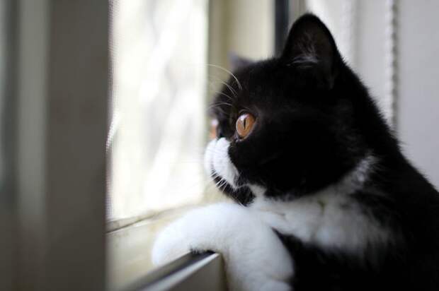меланхоличные коты ждут хозяина у окна (7)