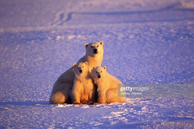 Polar-Bear