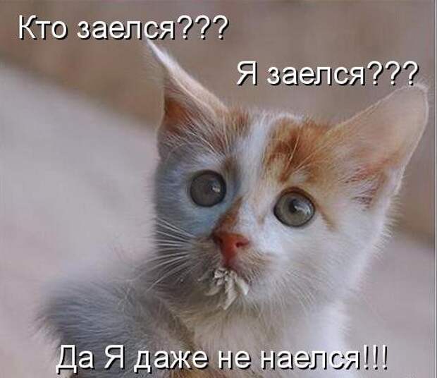 Усатый и хвостатый (котоматрица)