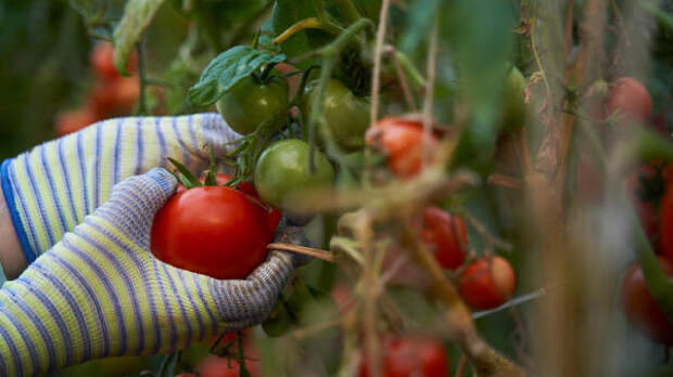 Чем подкормить помидоры, чтобы ветки ломились от урожая — собирать будете ведрами