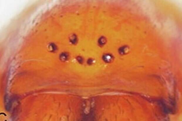 Почему в пещерах Израиля живут слепые пауки