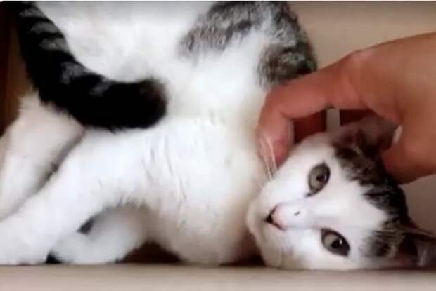 Котенок Кот