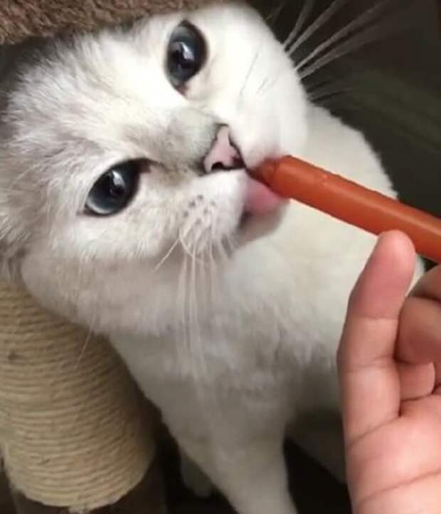Кот пьет из шприца