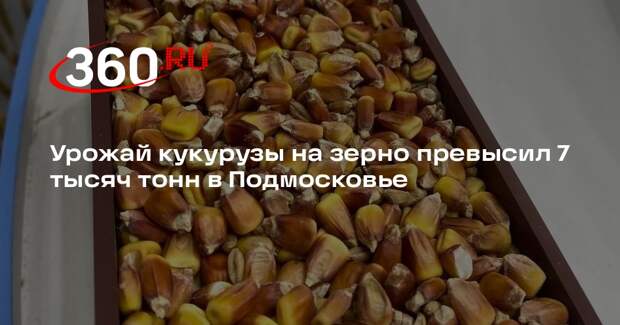 Урожай кукурузы на зерно превысил 7 тысяч тонн в Подмосковье