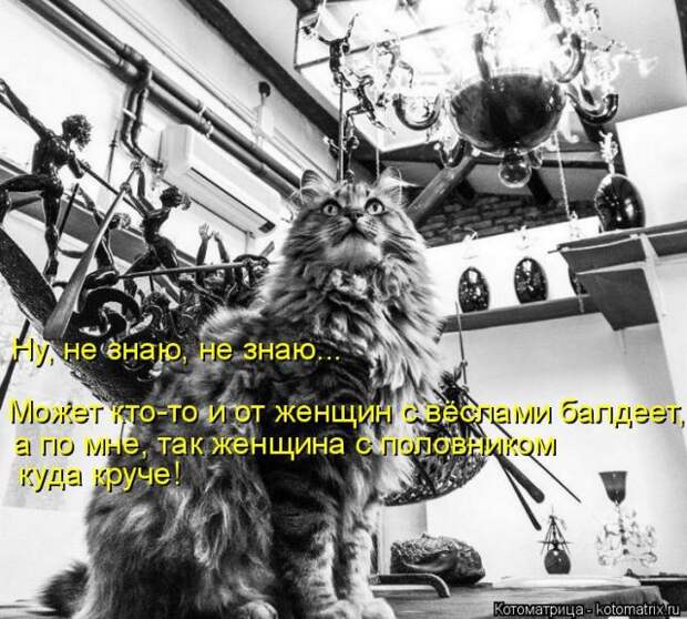 Лучшие котоматрицы недели (50 фото)
