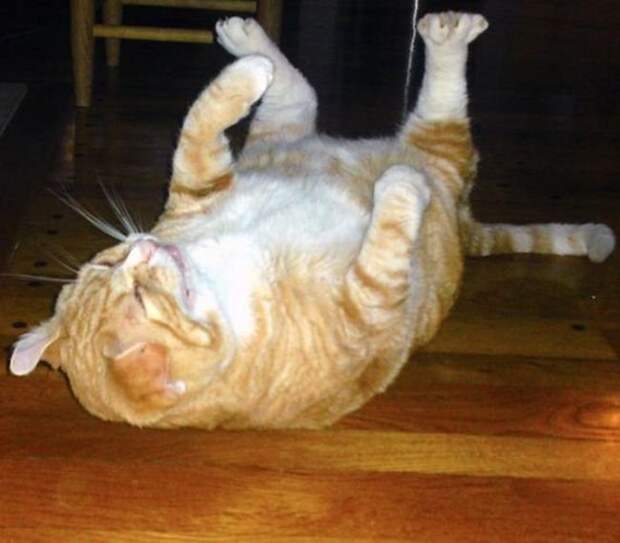 zhivotnye-chihayuschie-kartinki-koshki-sobaki-smeshnye-zhivotnye-kote