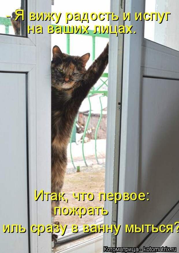 Свежая котоматрица для всех (33 фото)