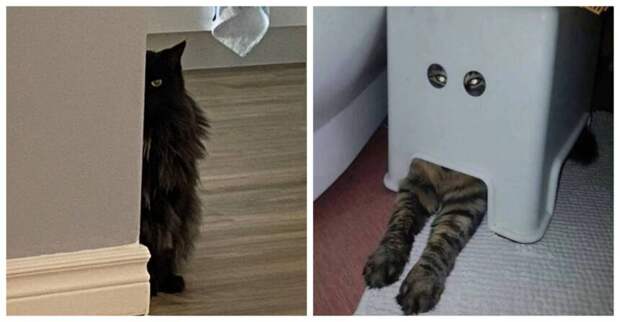 15 котов, которые совершенно открыто шпионят за людьми