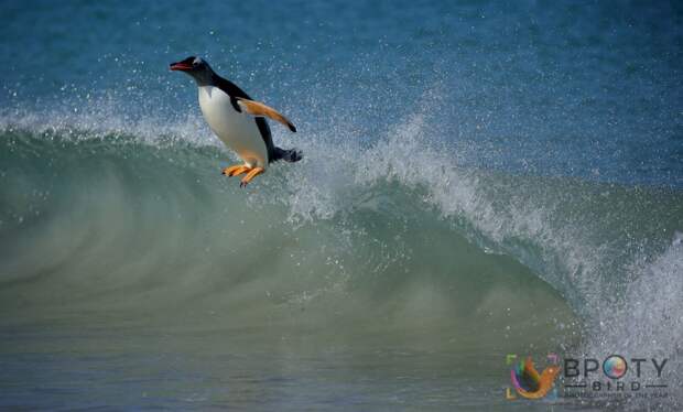 Tom Schandy / ©Bird Photographer of the Year 2021