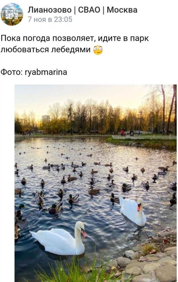Фотокадр: Ромео и Джульетта в Лианозовском парке ещё не переехали в зимний дом