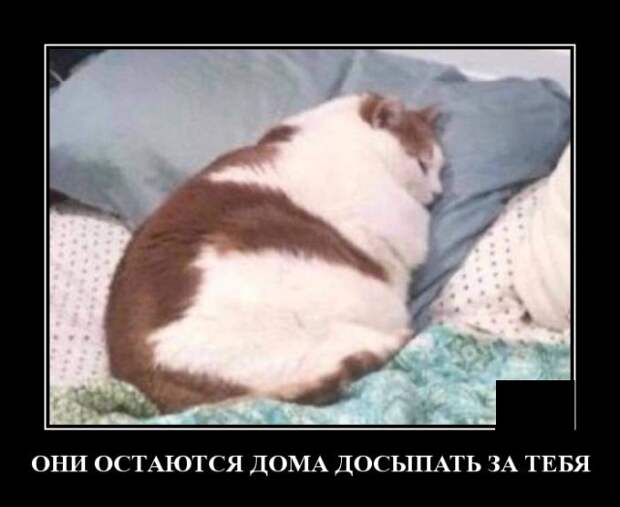 Демотиваторы (20 фото)