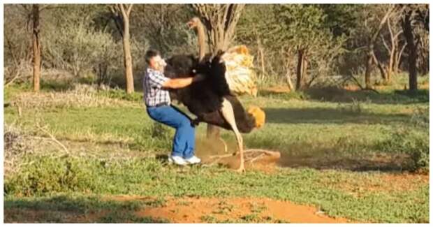 Разъярённый страус побил туриста на ферме в ЮАР видео, страус, турист