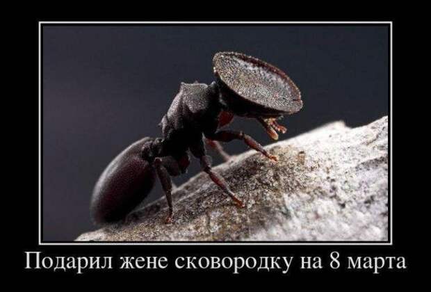 Pro100 Dемотиваторы