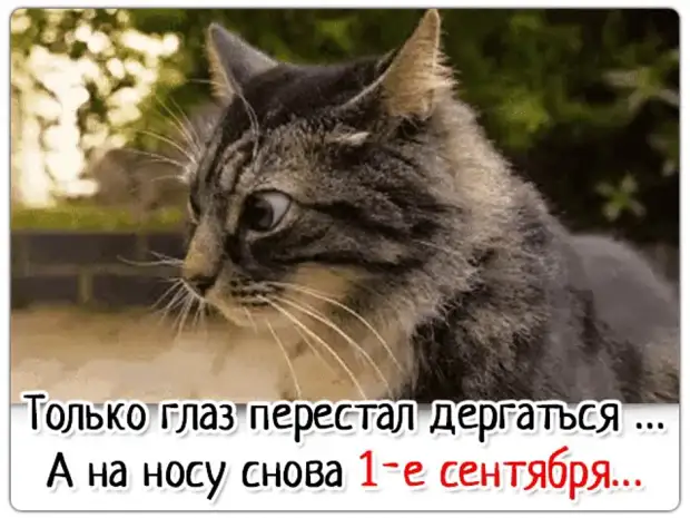 Самое эффективное лечение травами — это крапивой по попе Самое эффективное лечение травами — это крапивой по попе говорит, желание, только, самый, самую, дверь, Тогда, такие, вместе, романтика, сразу, когда, понедельник, озвучивает, подарю, капусту…, каждому, желанию, Загадывайте, хотитеНу