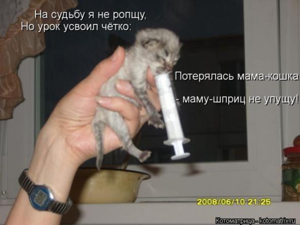Котоматрицы(картинки с надписями)